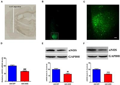 Neuronal Nitric Oxide Synthase Knockdown Within Basolateral Amygdala Induces Autistic-Related Phenotypes and Decreases Excitatory Synaptic Transmission in Mice